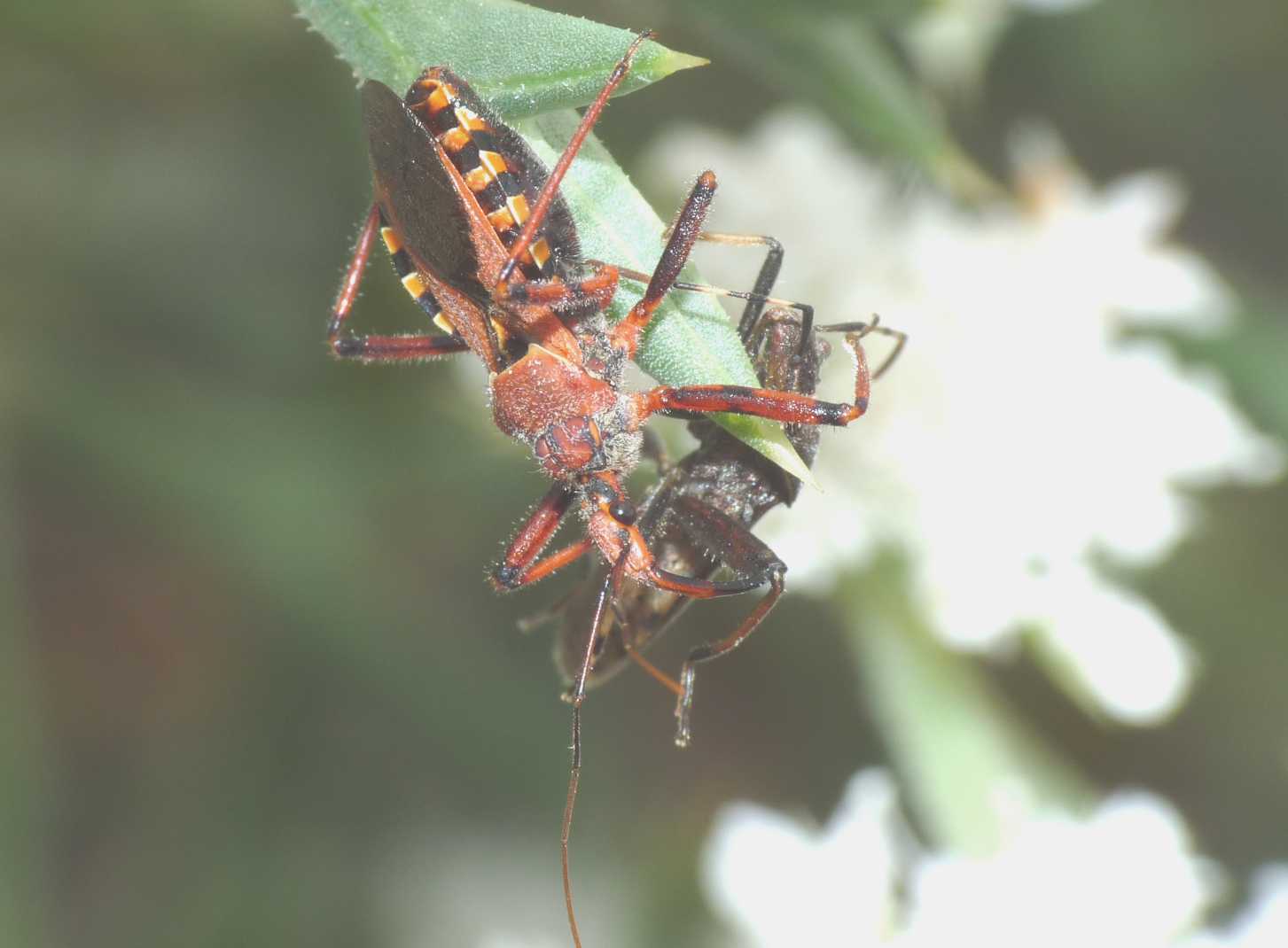 Rhynocoris erhytropus con preda
